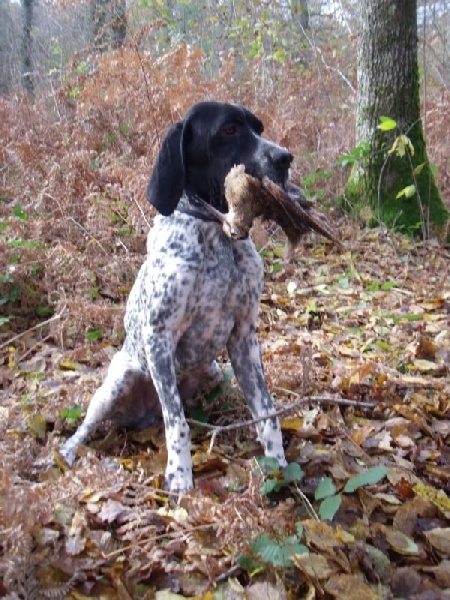 CH. TR. Goliath De la plaine de coutal