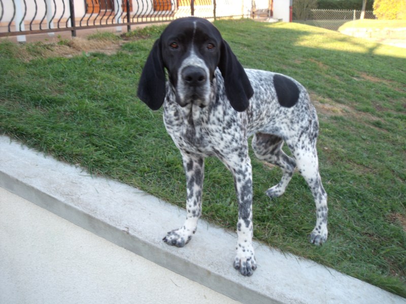 CH. TR. Goliath De la plaine de coutal