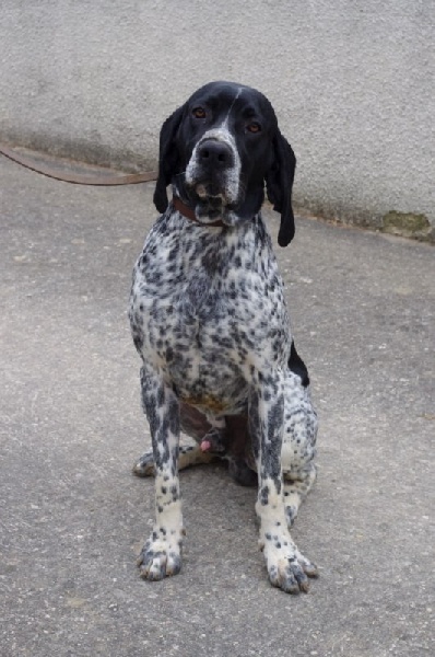 CH. TR. Goliath De la plaine de coutal